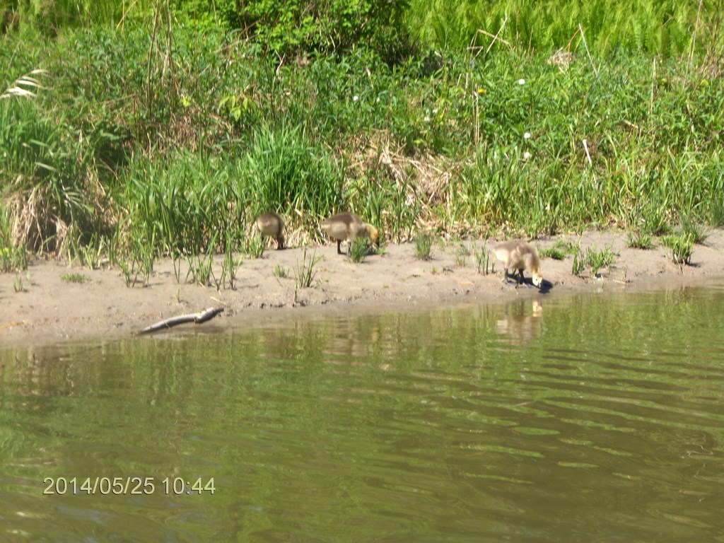 Christopher Greaves Rouge River_HPIM7292.JPG